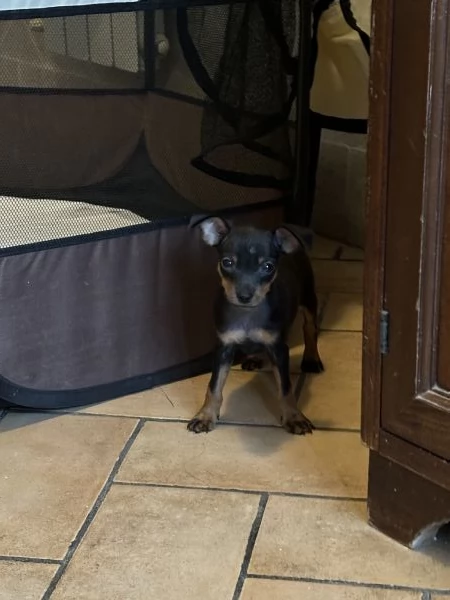Pinscher taglia piccolissima vendo  | Foto 0