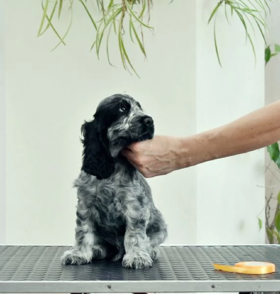 Cucciolo cocker spaniel inglese 