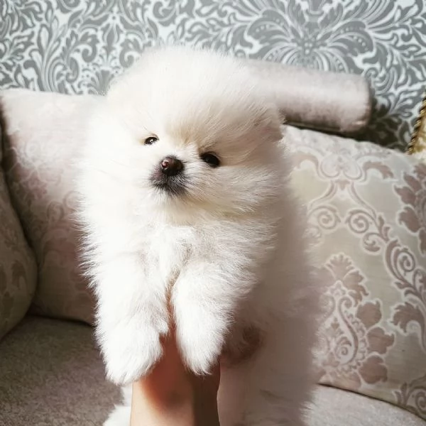 Cuccioli pomerania bianchi