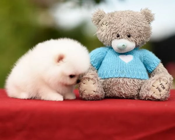 Cuccioli di Pomerania toy!!!