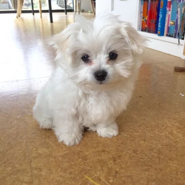 Cuccili di maltese toy  | Foto 0