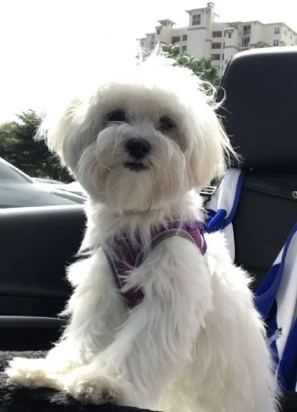 Cuccili di maltese toy  | Foto 0