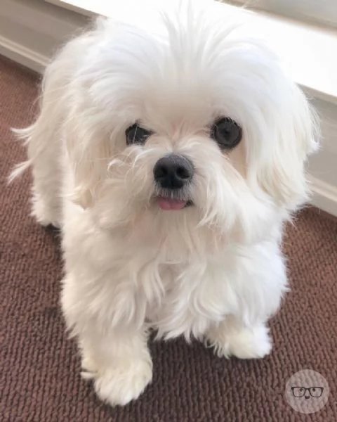 Cuccili di maltese toy 