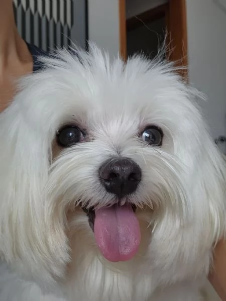 Cuccili di maltese toy 