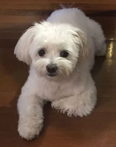 Cuccili di maltese toy  | Foto 0