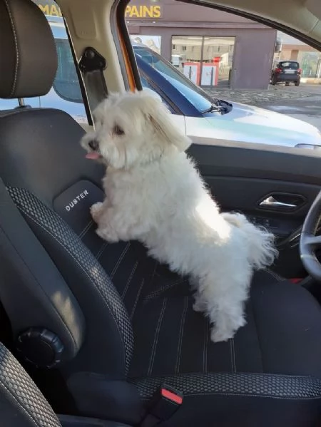 Cuccili di maltese toy 