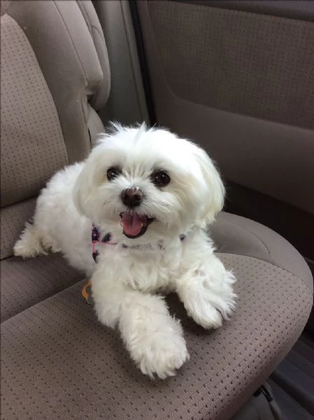 Cuccili di maltese toy 