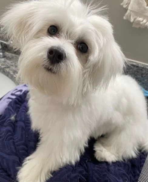 Cuccili di maltese toy  | Foto 1