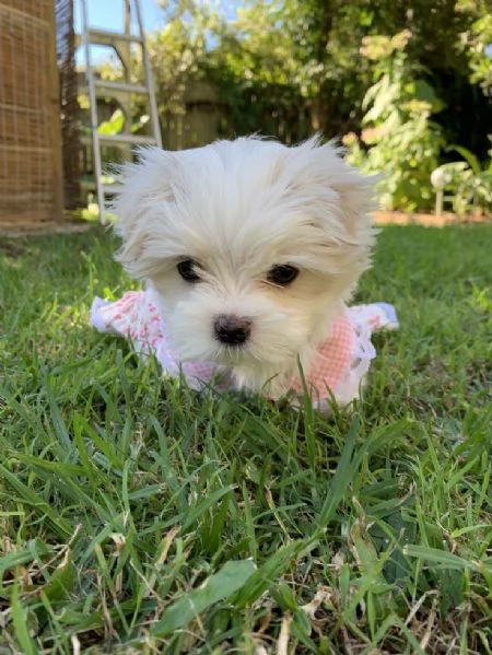 Cuccili di maltese toy 