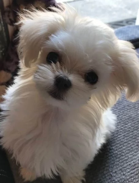 Cuccili di maltese toy 