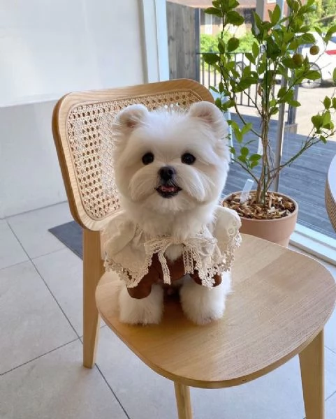 Cuccili di maltese toy  | Foto 1