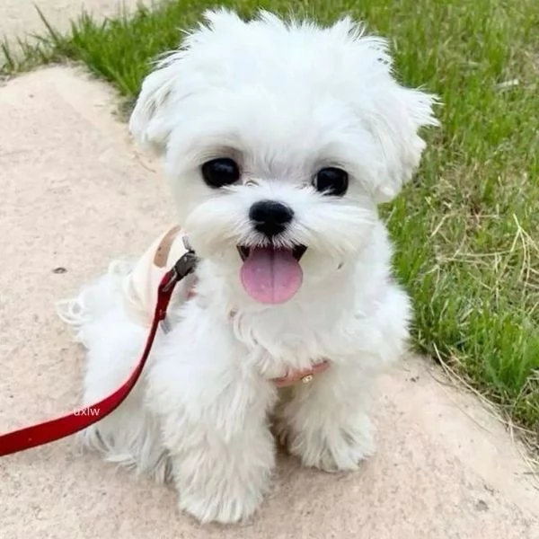 Cuccili di maltese toy  | Foto 1
