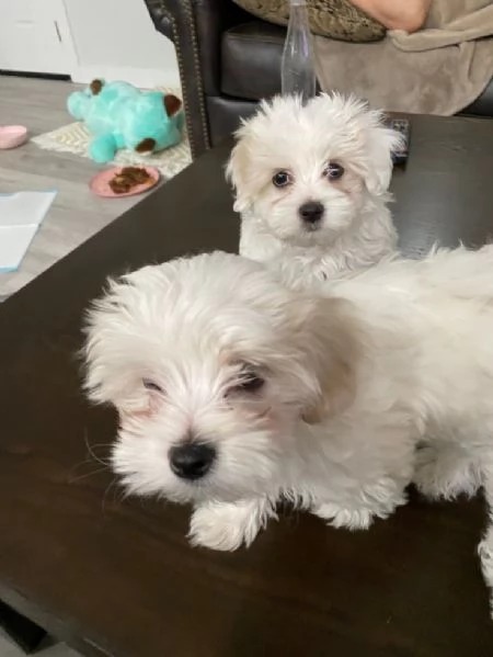 Cuccili di maltese toy  | Foto 0