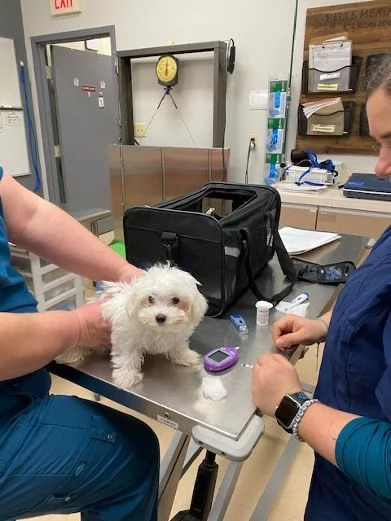 Cuccili di maltese toy  | Foto 0