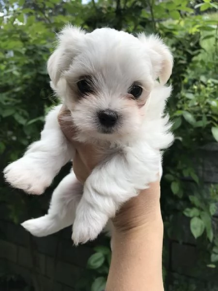 Cuccili di maltese toy  | Foto 0