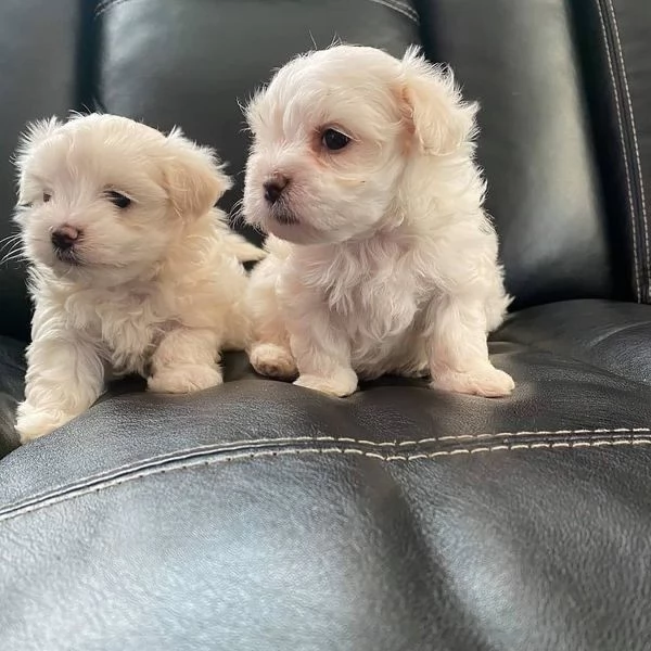 Cuccili di maltese toy 