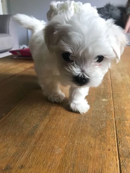 Cuccili di maltese toy 
