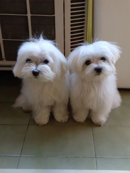Cuccili di maltese toy 