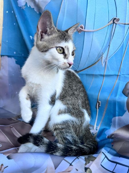 Rosè adozione  | Foto 6