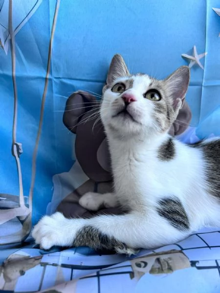 Rosè adozione  | Foto 2