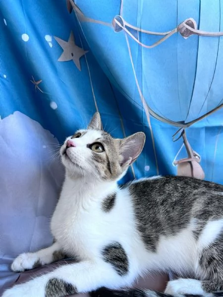 Rosè adozione  | Foto 1