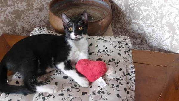 Hexa adozione | Foto 2