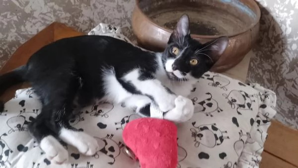 Hexa adozione | Foto 0