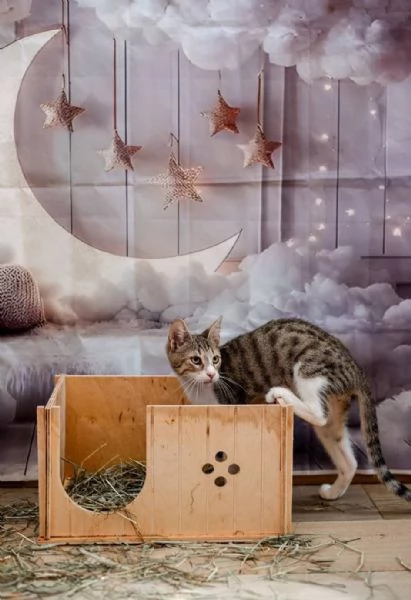 Rico cerca casa | Foto 2