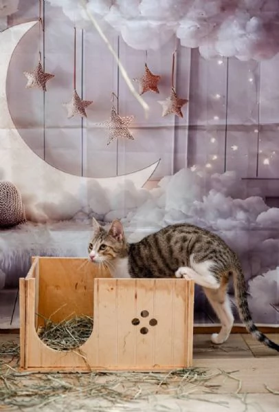 Rico cerca casa | Foto 1