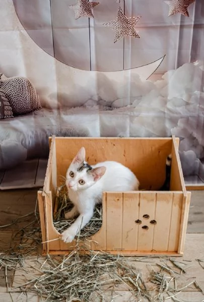 Vaiana adozione | Foto 2