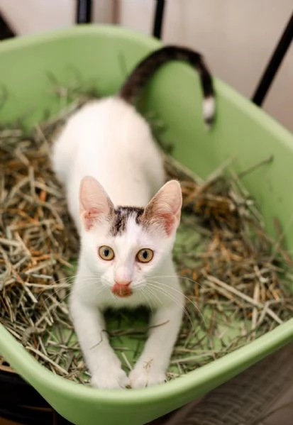 Vaiana adozione | Foto 1