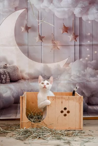 Vaiana adozione | Foto 0