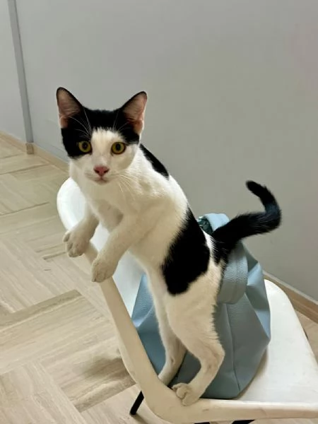 Stitch cerca casa | Foto 2