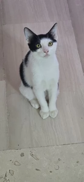 Stitch cerca casa | Foto 1