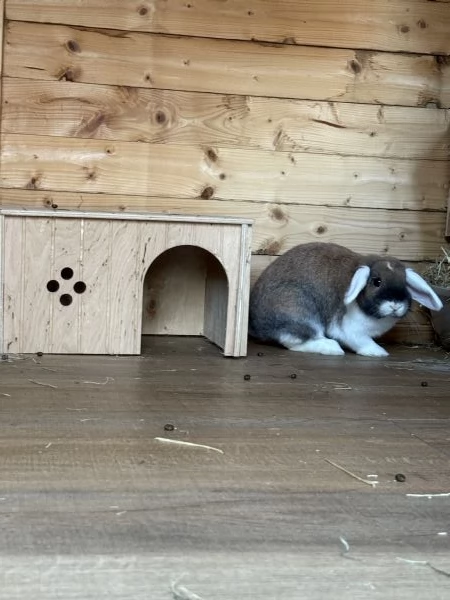 coniglio nano femmina di 1 anno