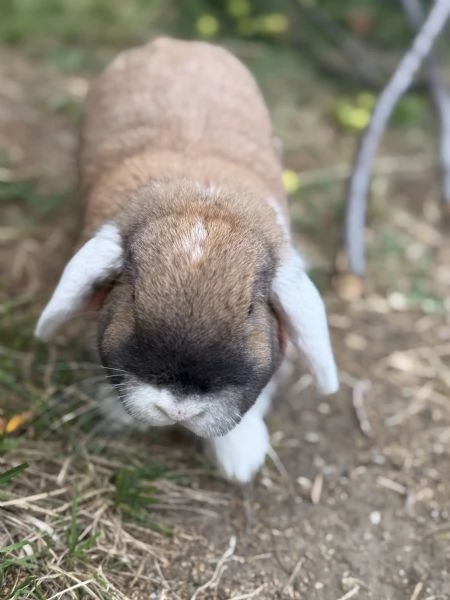 coniglio nano femmina di 1 anno | Foto 1