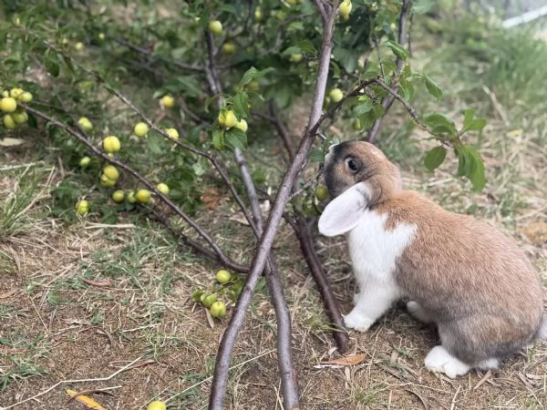coniglio nano femmina di 1 anno | Foto 0