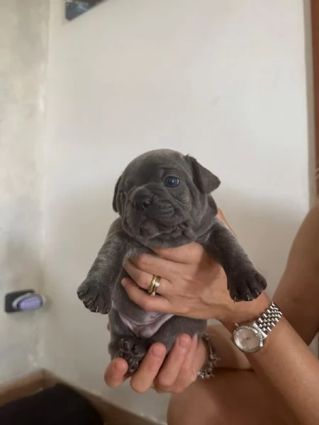 Cuccioli di bulldog francese 