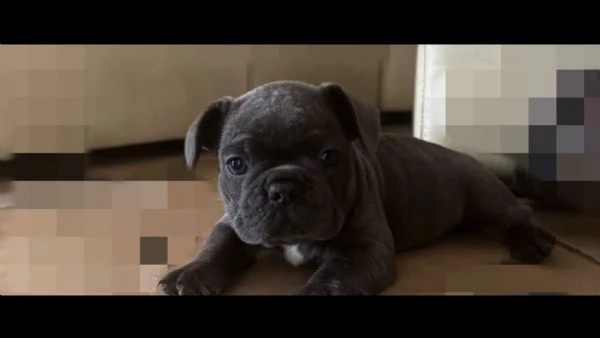 Cuccioli di bulldog francese  | Foto 0