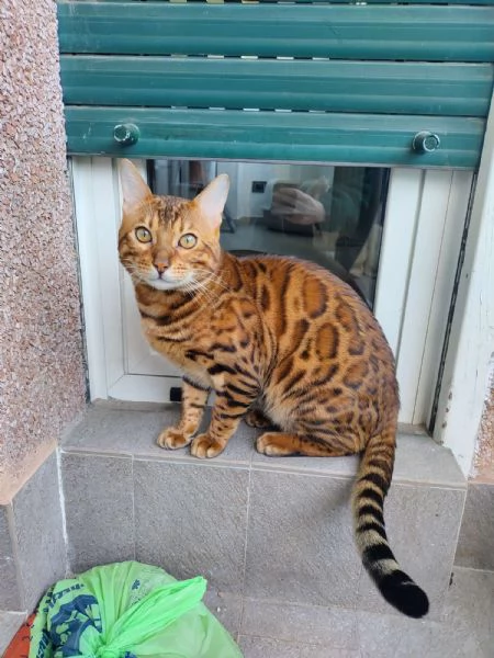 Disponibile per accoppiamento 