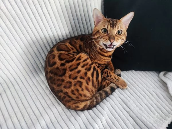 Disponibile per accoppiamento  | Foto 2