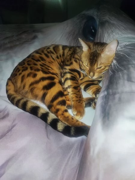 Disponibile per accoppiamento  | Foto 1