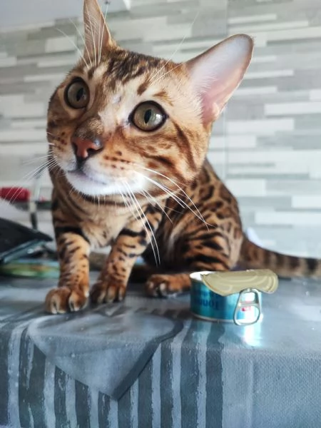 Disponibile per accoppiamento  | Foto 0