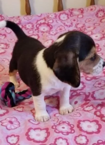  Beagle (cuccioli maschio e femmina) | Foto 0