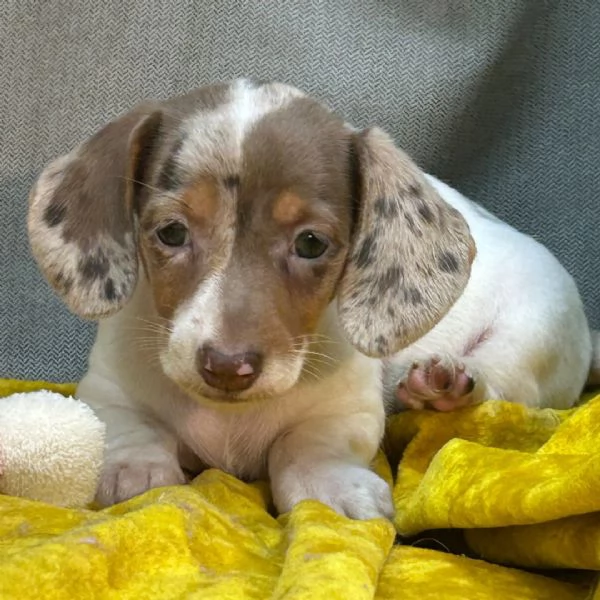 Bassotto nana(cuccioli maschio e femmina)