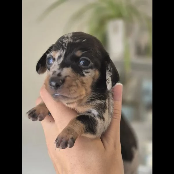 Cuccioli di bassotto in miniatura