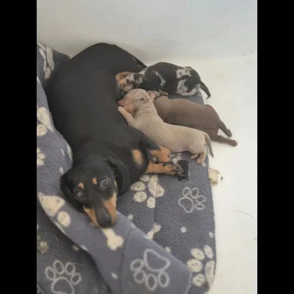 Cuccioli di bassotto in miniatura | Foto 2