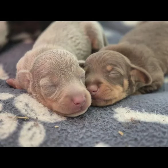 Cuccioli di bassotto in miniatura | Foto 1