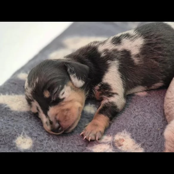 Cuccioli di bassotto in miniatura | Foto 0