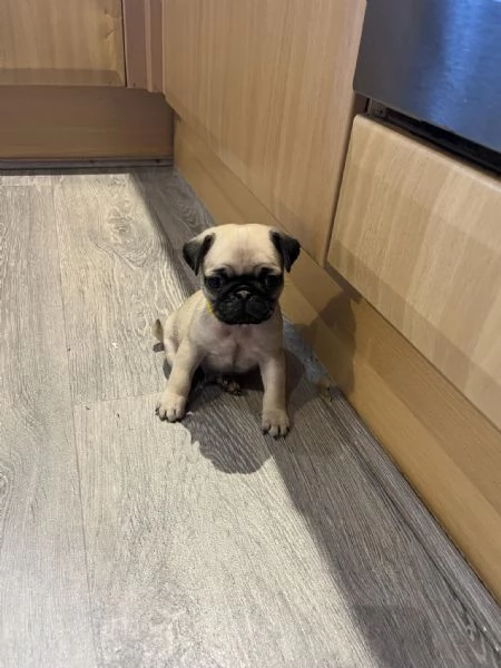 Disponibili carlini maschi | Foto 4